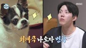 개 가수의 귀환🐶 두부 노래 듣고 신난 도운, MBC 251003 방송