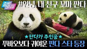 후이루이만큼 귀여운 판다 스타 등장!┃안녕, 내 친구 꼬마 판다, MBC 251012 방송