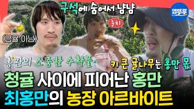 [엠뚜루마뚜루] 큰 덩치에 가려진 따뜻한 마음😊 매니저를 위해 귤 농장에서 아르바이트하는 최홍만🍊ㅣ#최홍만 MBC251011방송