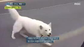 5년간 피해 사례 20여건, 반복된 개물림 사건, MBC 251023 방송