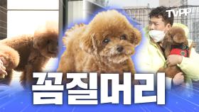 《TVPP》 주인도 눈치 보는 꼼데 성질머리 모음.zip | 나혼자산다 | TVPP | MBC 210319 방송 외