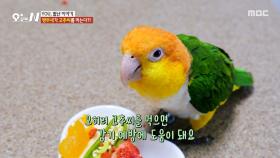 매운맛을 못 느낀다?🌶️ 고추씨를 먹고 감기 예방하는 앵무새, MBC 251119 방송