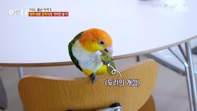 개와 앵무새는 잘 지낼 수 있을까?🦜 개껌까지 나눠 뜯는 우정🐶, MBC 251119 방송