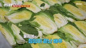 해풍 맞고 자란 해남 절임 배추🥬 배추를 절이는 과정은?, MBC 251125 방송