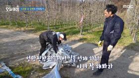 사과밭 삼 남매의 전원일기, MBC 251125 방송