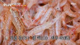 김장철에 꼭 필요한 동백하, 젓새우!, MBC 251127 방송