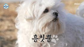 다른 강아지와 노는 구성환에 질투 폭발하는 꽃분이🐾, MBC 251128 방송