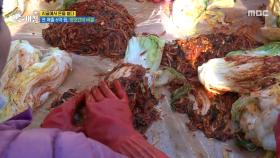 이웃과 함께 모여 담그는 김장김치, MBC 251202 방송
