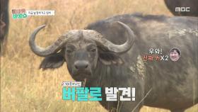 여기 지금 사파리 핫플이야📞 버팔로X기린X악어X하마를 모두 만난 알바즈!, MBC 251203 방송