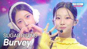 [COMEBACK] 버비(BURVEY) - SUGAR RIDING l 251203