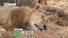 실화였던 ＜라이온 킹＞의 이야기?! 탈모 유전자를 가지고 있는 사자 가족의 이야기🦁, MBC 251203 방송