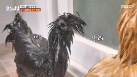 어디서도 볼 수 없던 진풍경! 닭도 목욕을 한다?🛀, MBC 251203 방송