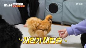 재롱도 떠는 닭?! 어깨에 착 얹은 채 산책하는 특별한 닭🐔, MBC 251203 방송