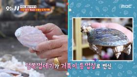 15년간 이어온 사랑💖 조개로 만드는 예술🐚, MBC 251204 방송