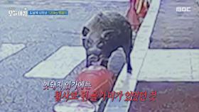 도심에 나타난 120kg 멧돼지, MBC 251204 방송