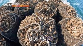 한순간도 방심 금물💥 스피드가 생명인 굴 세척 작업!, MBC 251215 방송