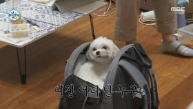 기안84 집에 도착한 알콩X달콩이🐶 적응 중인 강아지들!, MBC 251226 방송