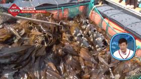 바다의 황제, 전복! 전복의 먹이는 다시마?!