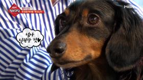 펫 마사지, 집에서도 쉽게 따라 할 수 있다?!