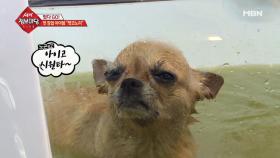 기상천외! 강아지가 팩을 한다?!