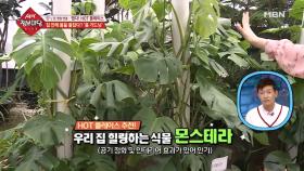 집 안에 봄을 붙잡다?! 