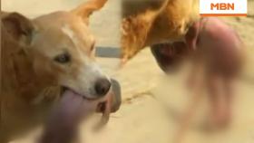 버려진 신생아를 물고 병원으로 간 강아지 