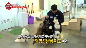 '개린이'를 위한 강아지 유치원이 뜬다?!