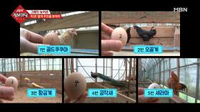 미션! 알의 주인을 찾아라!!