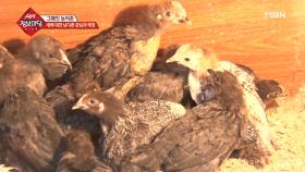 새에 대한 남다른 관심과 애정