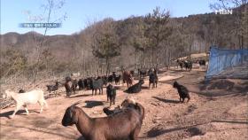 100여 마리의 염소와 동거(?) 하는 자연인