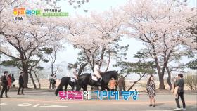 말과 함께 벚꽃길을 걷다?! 과천 경마공원 벚꽃길!