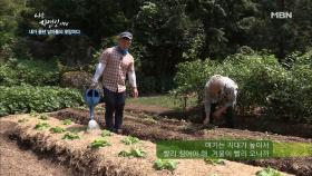 배추밭에만 짚을 깔아놓은 이유?!