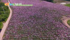 장흥에 가면 전국 최대의 작약 꽃밭이 있다!