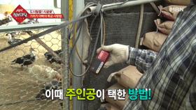 음악으로 기러기들을 다스린다!