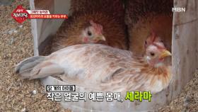 넘쳐나는 새장과 새들! 도대체 몇 마리가 있는 건지!?