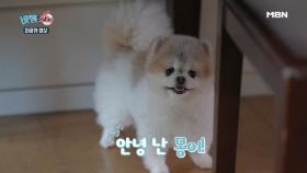 [스페셜 영상] 실검 독식 박기량 강아지, 몽이! 갠소각 영상 대방출