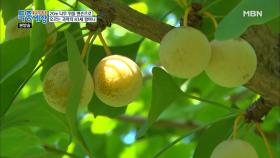 동네 날다람쥐 할머니~!