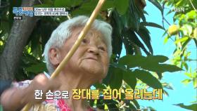 잣이고 밤이고 은행이고 다 내게 맡겨라!