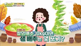 주부들의 고민! 절임배추 10kg이면 생 배추는 몇 포기?