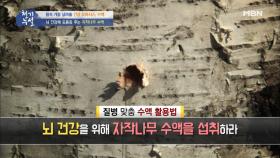 뇌 건강, 치매 예방을 위해 자작나무 수액을 섭취하라