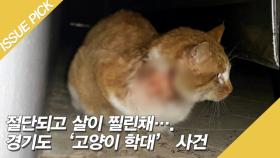 경기도 '고양이 학대' 사건, 절단되고 살이 찔린 채 발견