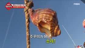 주꾸미를 잡는데 소라가 웬 말이냐!