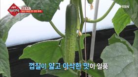 봄 제철을 맞은 아우내 오이!