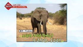 밭에 사는 코끼리의 정체는?!