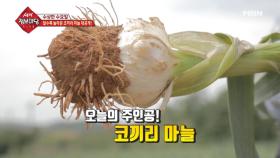 맛과 효능이 우수한 한국 토종 코끼리 마늘!