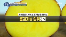 유해물질이 유발하는 암 예방에 최적, 홍감자