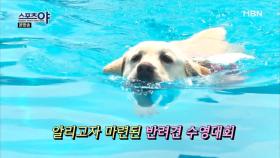 수영을 잘해서 '물트리버'라고 불리는 개?