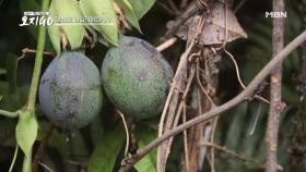 여신의 과일이라고 불리는 라니족 최고의 열매는?
