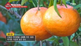 감귤과 한라봉을 교배해 만든 품종 '레드향'