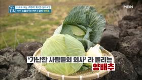 막힌 속 빵! 뚫어주는 천연 소화제! ＜양배추＞